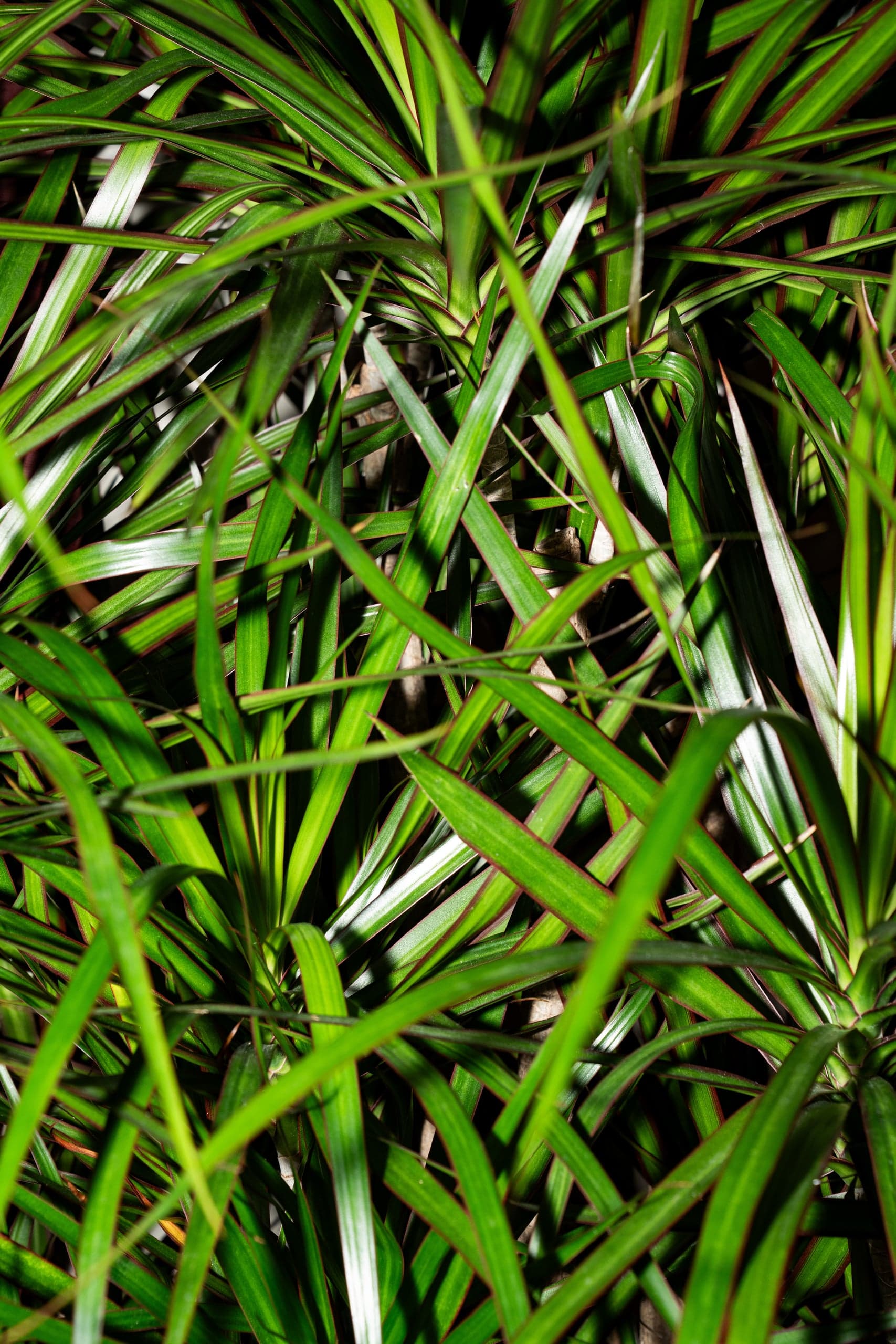 Jay & His Plants — Lifestyle fotografie, beeld 1