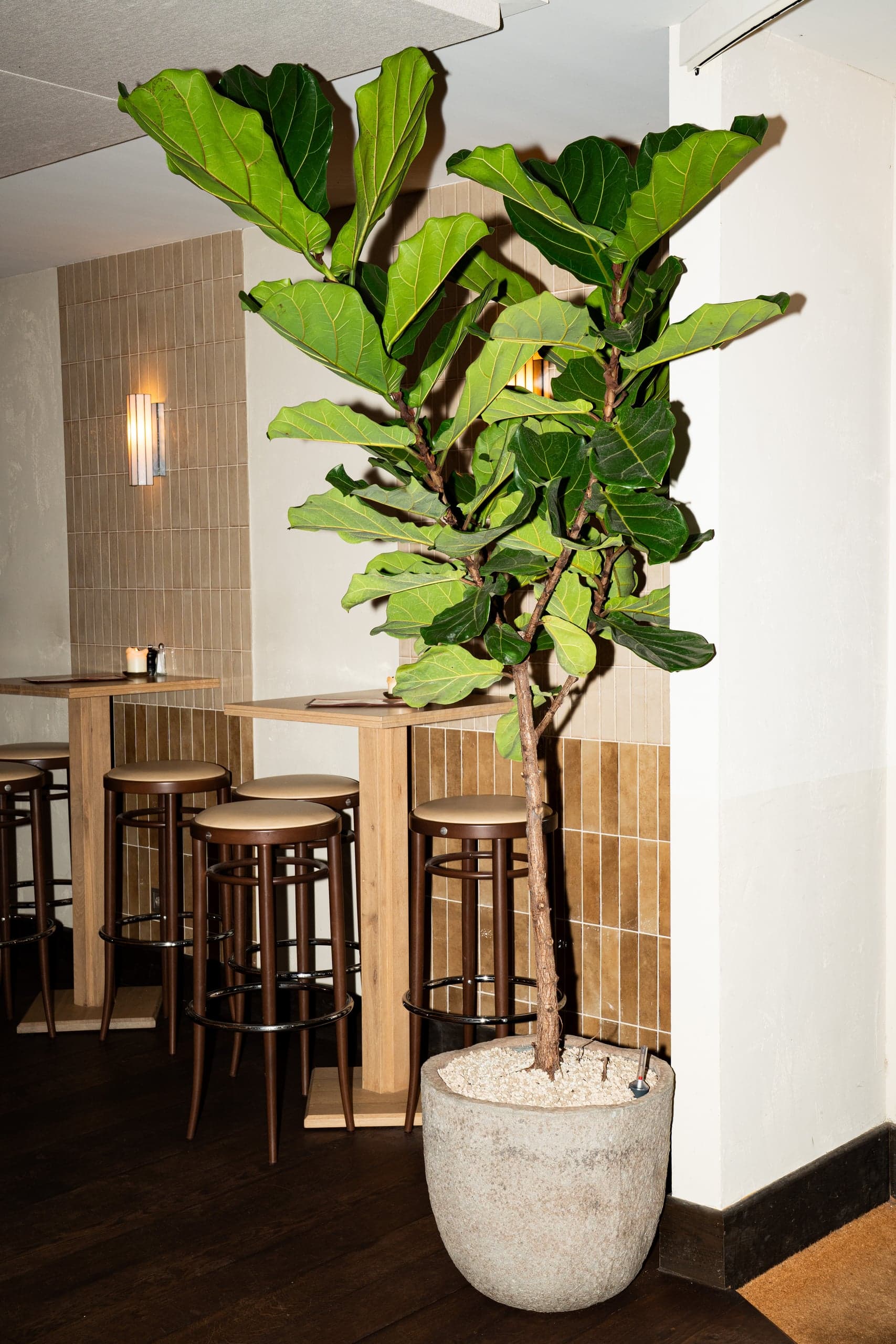 Jay & His Plants — Lifestyle fotografie, beeld 8